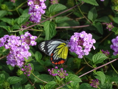 Delias hyparete luzonensis