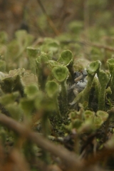 Cladonia fimbriata