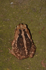 Rhinella icterica