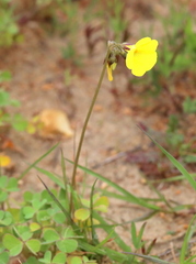 Oxalis pes-caprae pes-caprae