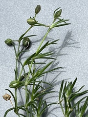 Spergula arvensis