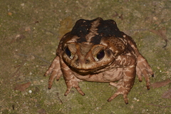 Rhinella icterica