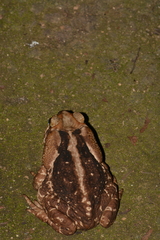Rhinella icterica