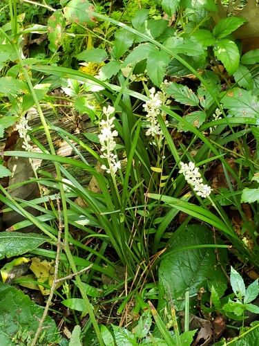 Liriope spicata iNat (3)