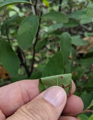 Vaccinium corymbosum