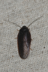 Perisphaerinae