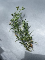 Spergula arvensis