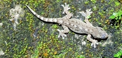Gekko hokouensis