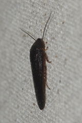 Perisphaerinae