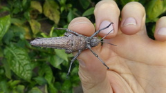 Xyleus discoideus