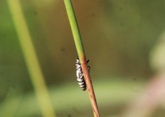 Agrilus pulchellus