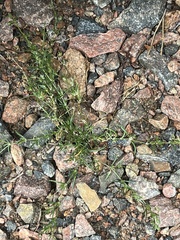 Spergula arvensis