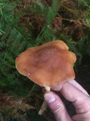 Rhodocollybia