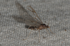 Oecophylla smaragdina