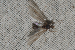 Oecophylla smaragdina