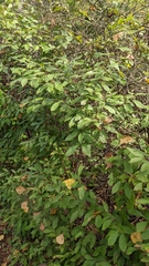 Vaccinium corymbosum
