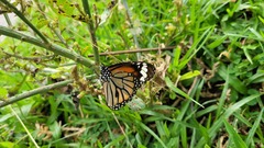 Danaus genutia