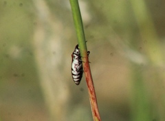 Agrilus pulchellus