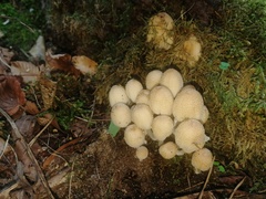 Coprinellus micaceus