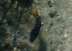 Serranus scriba