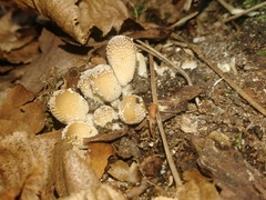 Coprinellus micaceus