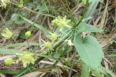 Knowltonia vesicatoria