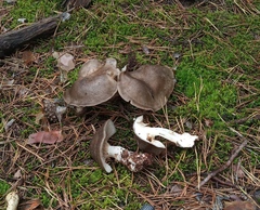 Lyophyllum fumosum