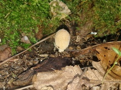 Coprinellus micaceus