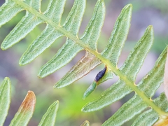 Dasineura pteridis