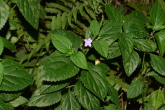Stachytarpheta