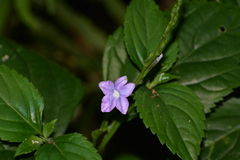 Stachytarpheta