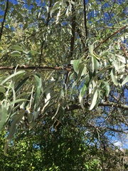 Magnoliopsida