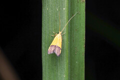 Crocanthes micradelpha