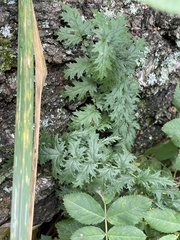 Filipendula vulgaris