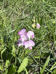 Lathyrus sylvestris