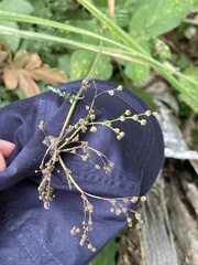 Filipendula vulgaris