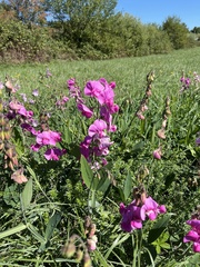 Lathyrus latifolius