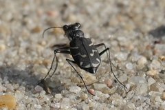 Cicindela tranquebarica