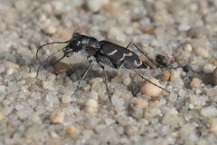 Cicindela tranquebarica