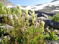 Castilleja parviflora