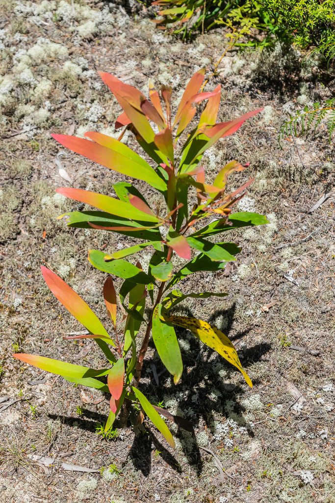 Willow-leaved hakea (Rock Haven - Alien Invasive Plant Species ...