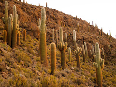 Trichocereus atacamensis