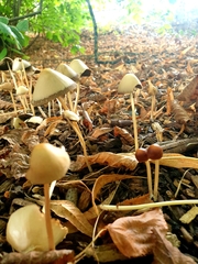 Parasola conopilea