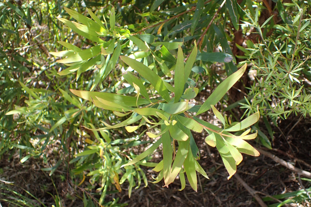 Willow-leaved hakea (Rock Haven - Alien Invasive Plant Species ...