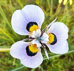 Moraea villosa