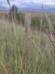 Bothriochloa ischaemum