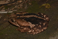 Rhinella icterica