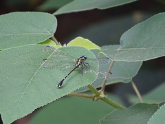Leptogomphus sauteri formosanus