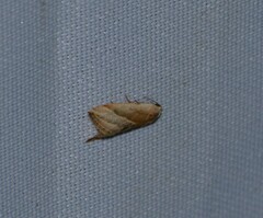 Micrathetis dasarada
