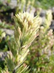 Castilleja parviflora